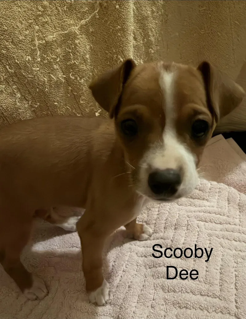 A baby small-sized female Chihuahua dog named Scooby Dee for adoption in Discovery Bay, CA