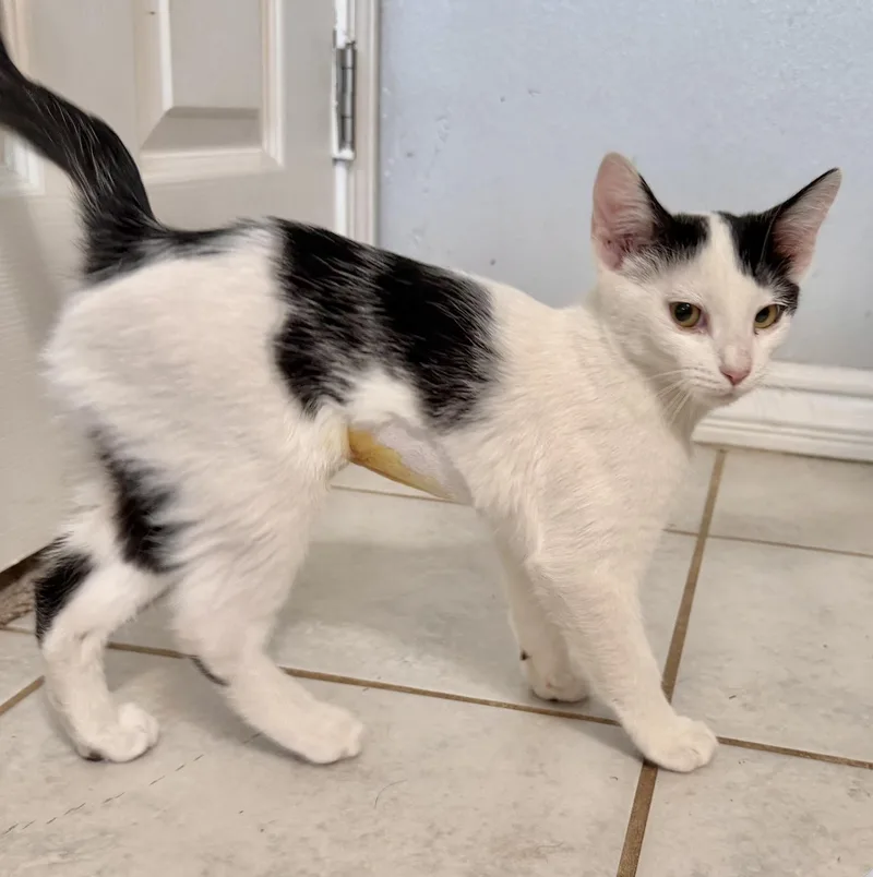 A baby medium-sized female Black & White / Tuxedo Domestic Short Hair cat named Akita for adoption in Sonora, CA