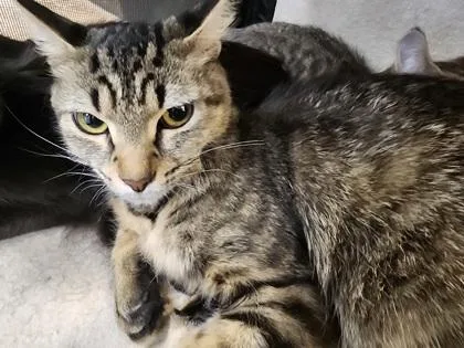 A young medium-sized female Domestic Medium Hair cat named Lady $ for adoption in Seneca, SC