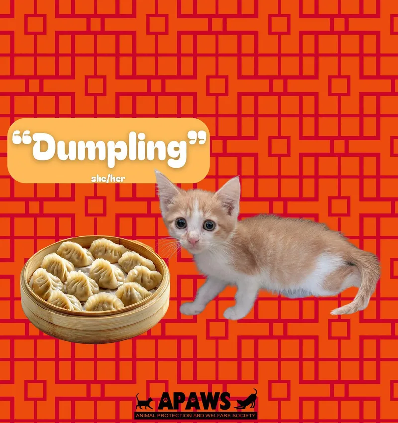 A baby medium-sized male Orange & White Domestic Short Hair cat named Dumpling for adoption in Baton Rouge, LA