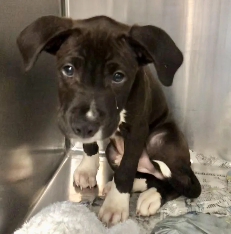 A baby medium-sized male Black Mixed Breed dog named Lars for adoption in Parma, OH