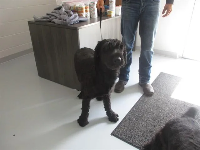 An adult large-sized female Giant Schnauzer dog named Carrie B for adoption in Ocala, FL