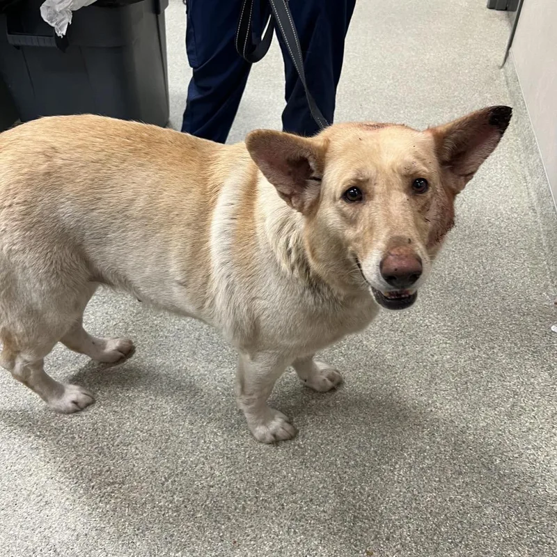 An adult large-sized female Yellow / Tan / Blond / Fawn Mixed Breed dog named Snickerdoodles for adoption in Jacksonville, FL