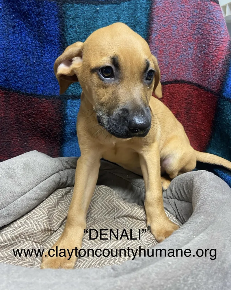A young medium-sized female Pit Bull Terrier dog named Danali for adoption in Locust Grove, GA