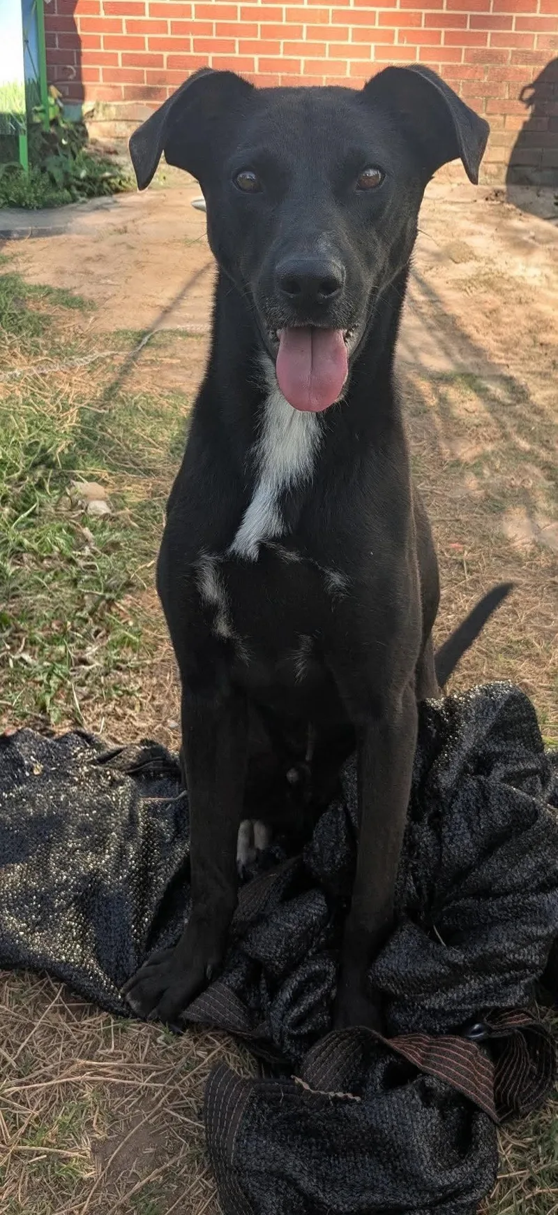 An adult medium-sized male Mixed Breed dog named Axel for adoption in Northwood, NH