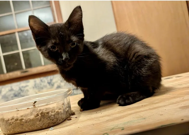 A baby small-sized male Black Domestic Short Hair cat named Timber for adoption in Johnson City, TN