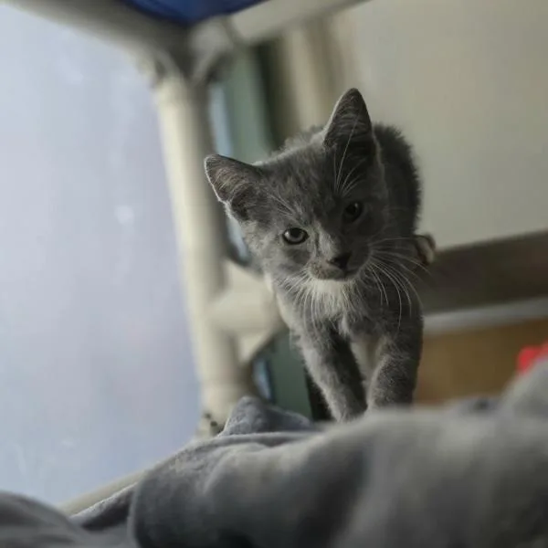 A baby medium-sized male Domestic Short Hair cat named Alois for adoption in Dublin, CA
