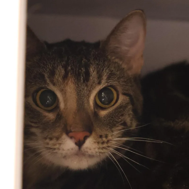 Cookie Bonded To Cream