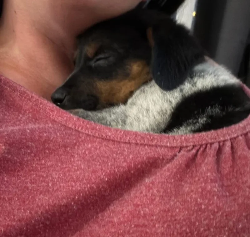 A baby small-sized male Australian Cattle Dog / Blue Heeler dog named Russell for adoption in Colorado Springs, CO