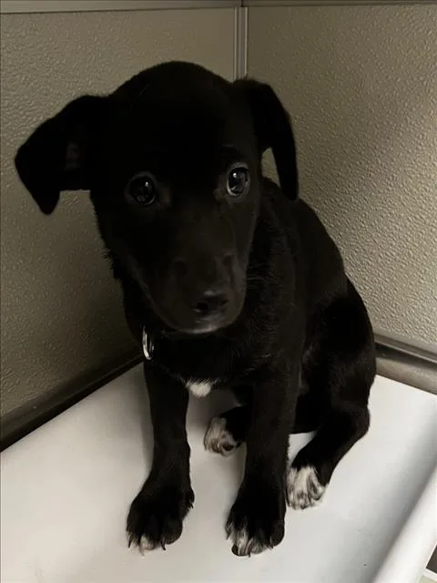 A baby small-sized female Chihuahua dog named Penguin for adoption in Tracy, CA