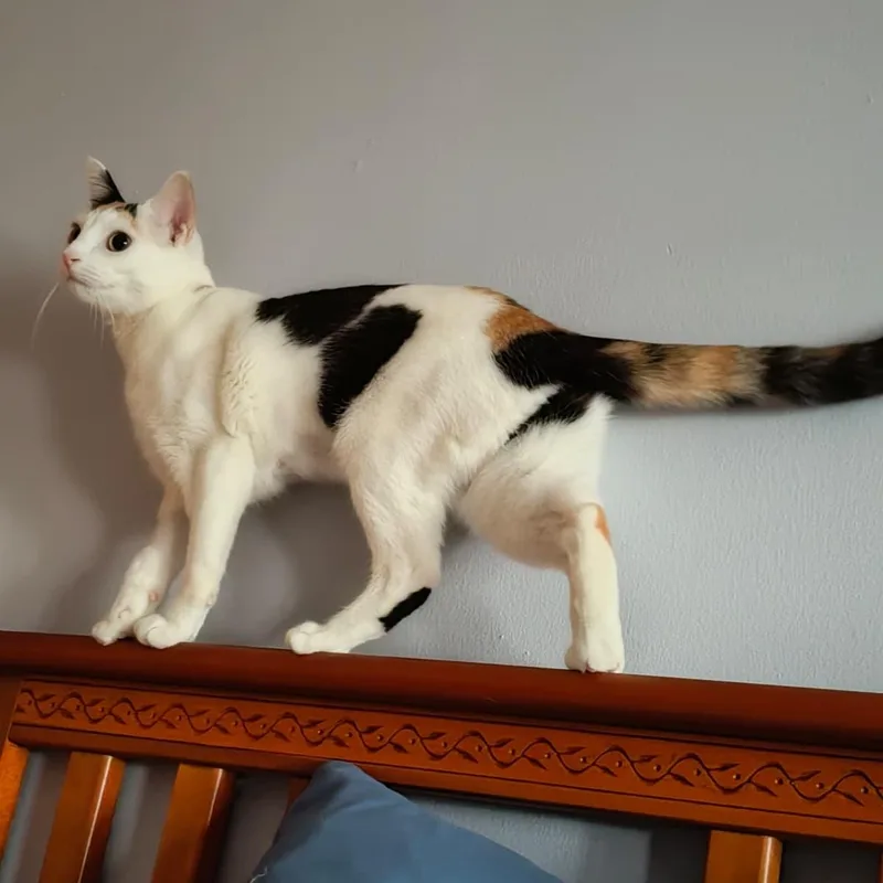 Gardenia thumbnail 2