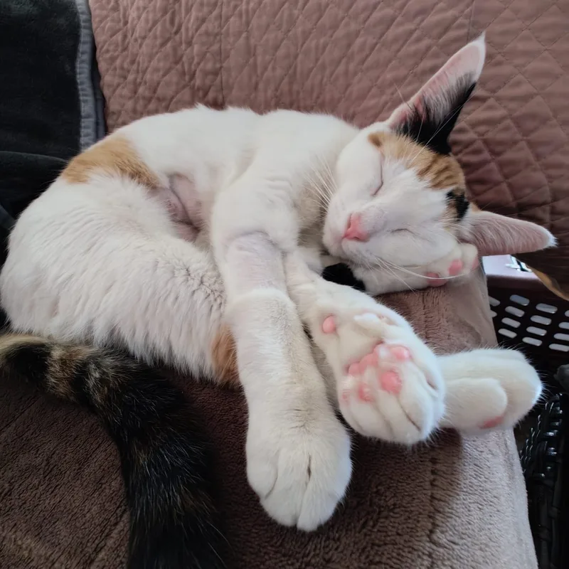 Gardenia thumbnail 3