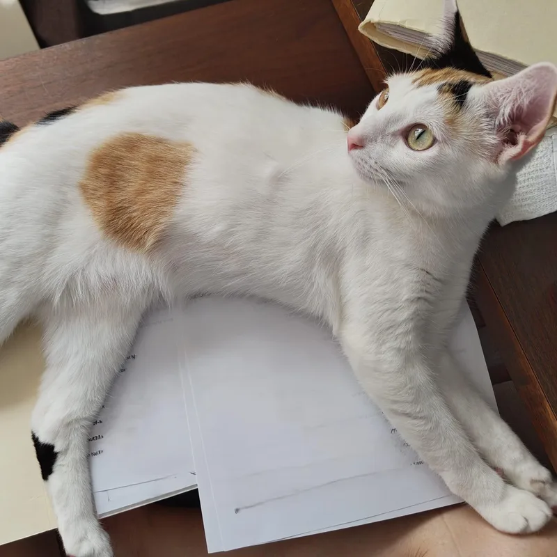 Gardenia thumbnail 4