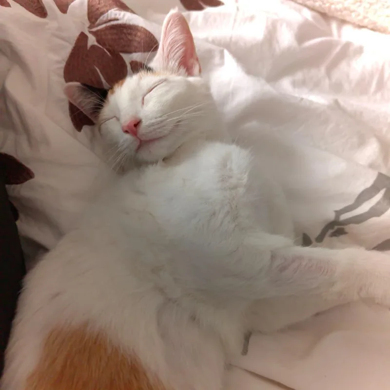 Gardenia thumbnail 5