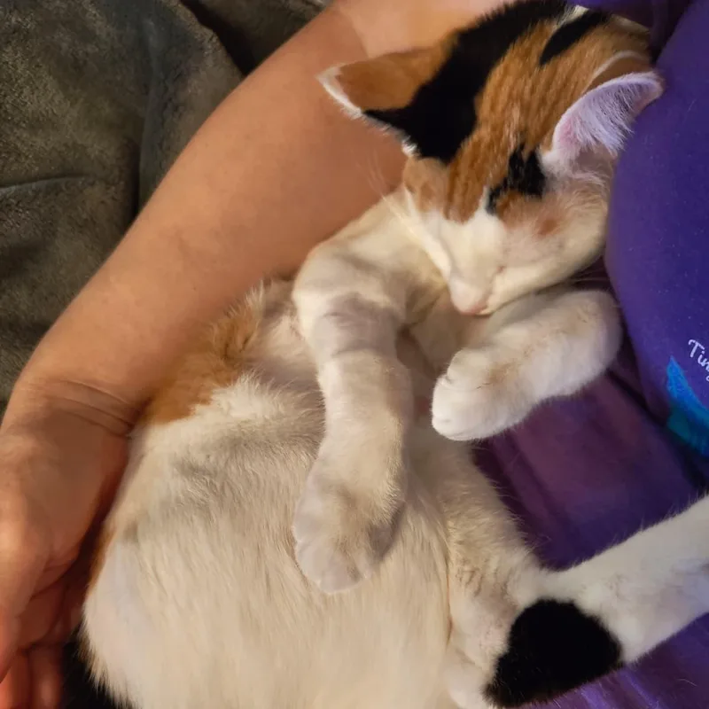 Gardenia thumbnail 6