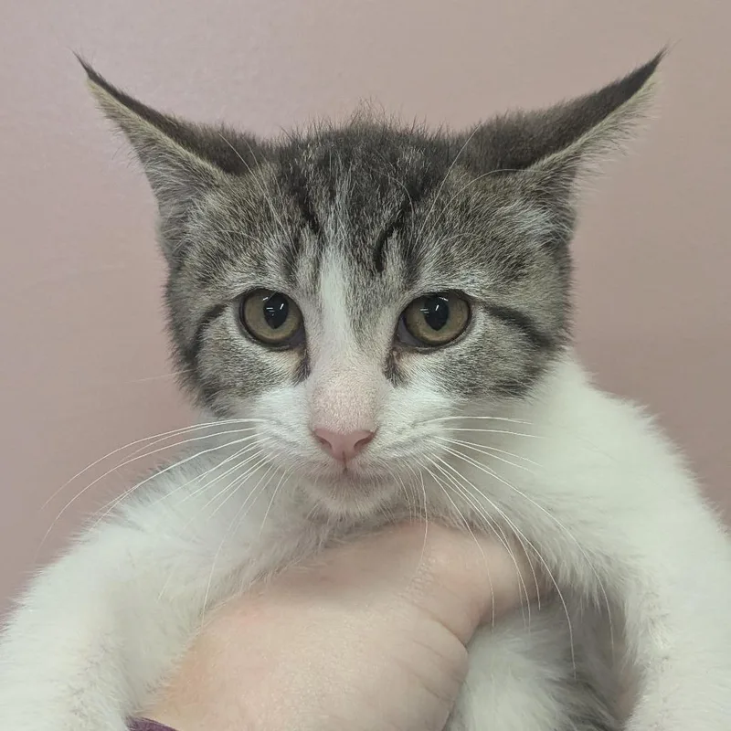 A baby small-sized male Brown / Chocolate Domestic Short Hair cat named Muenster for adoption in Huntsville, AR