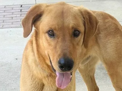 An adult large-sized male Golden Mixed Breed dog named Marley for adoption in Georgetown, TX