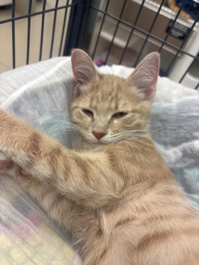 A baby small-sized male Domestic Short Hair cat named Bobcat for adoption in Johnson City, TN