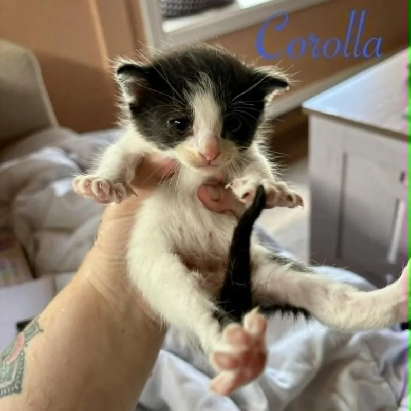 A baby small-sized male White Domestic Short Hair cat named Corolla for adoption in Las Cruces, NM