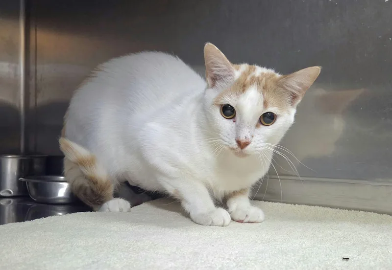 An adult medium-sized female Orange & White Domestic Short Hair cat named Jessie for adoption in Jacksonville, FL