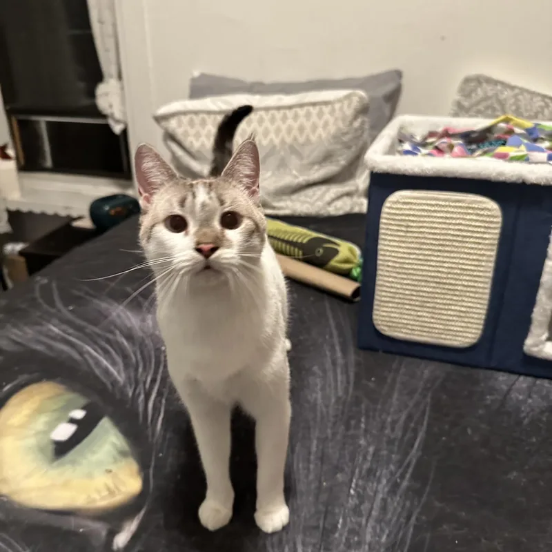 Chloe
