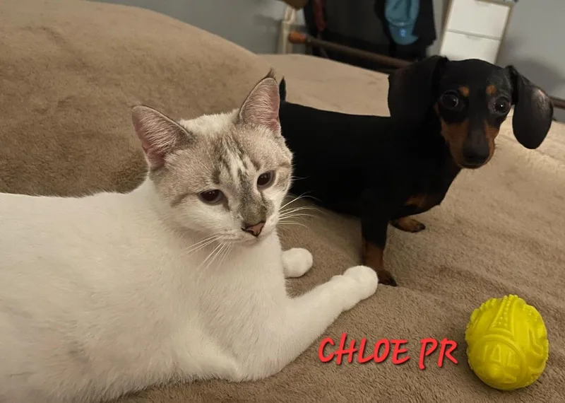 Chloe thumbnail 3