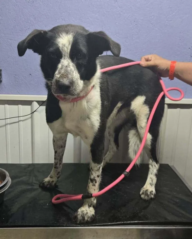 An adult medium-sized female Tricolor (Brown, Black, & White) Australian Shepherd dog named Dolly for adoption in Waverly, OH