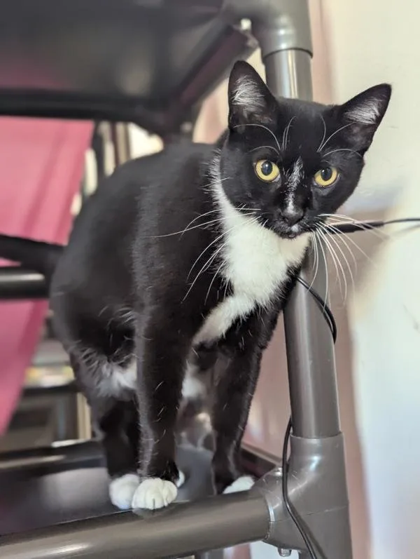 An adult small-sized female Domestic Short Hair cat named Xandra for adoption in Santa Rosa, CA