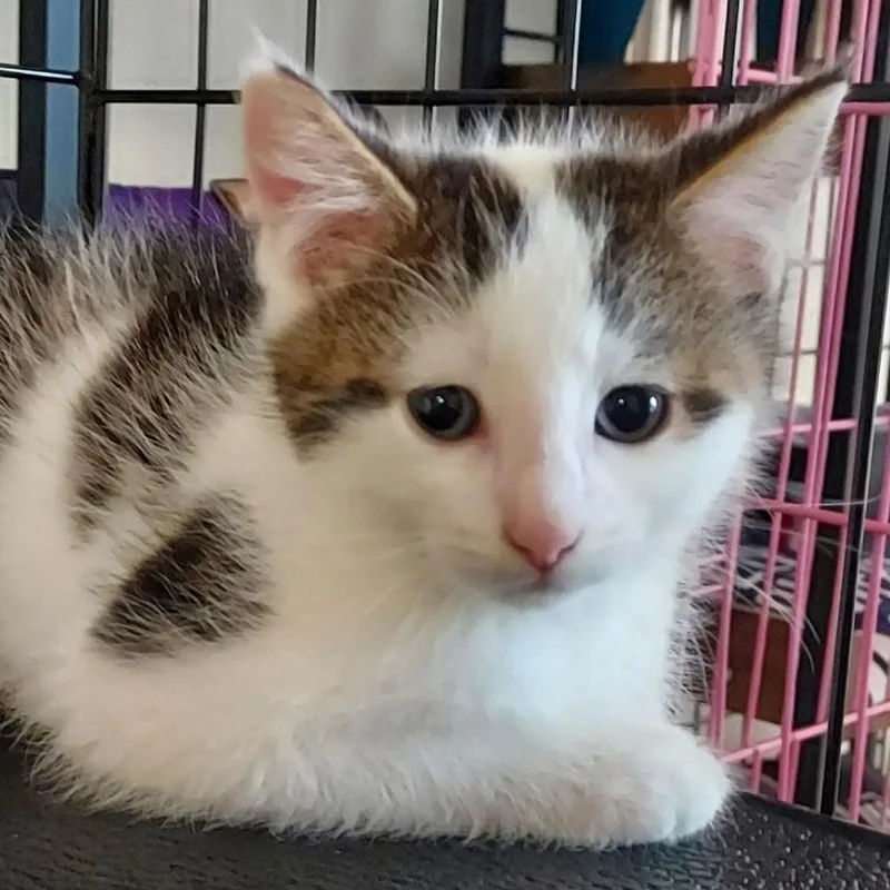 A baby small-sized male Brown / Chocolate Domestic Short Hair cat named Nubbins for adoption in Dayton, OH