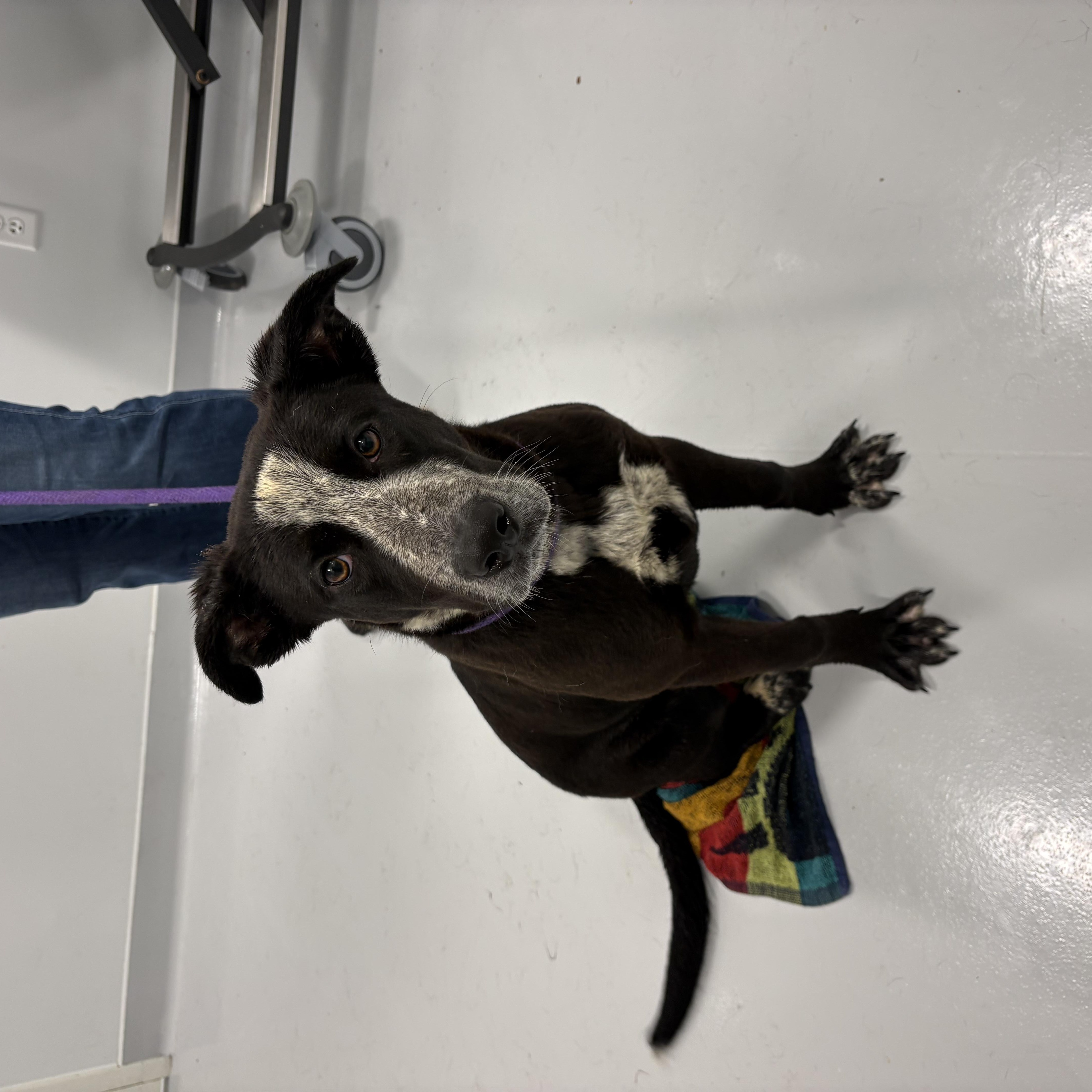 A baby medium-sized female Black Australian Cattle Dog / Blue Heeler dog named Tiffany for adoption in Kankakee, IL