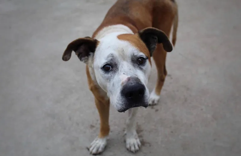 Bubba Hubba Hunkaluv thumbnail 2