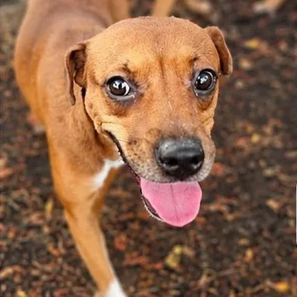 A young medium-sized female Red / Chestnut / Orange Mixed Breed dog named Basket Star for adoption in Fredericksburg, VA