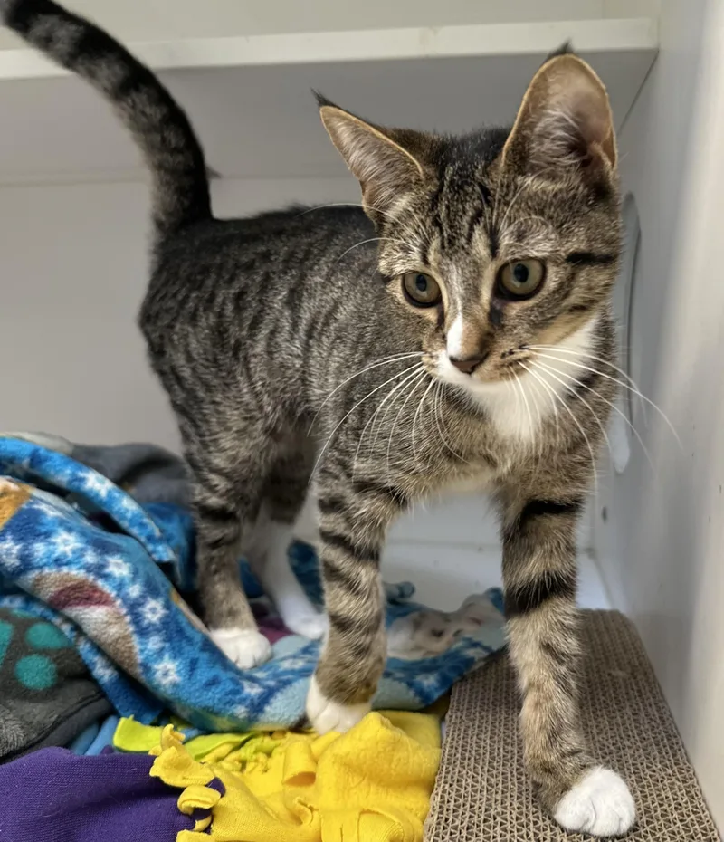 A baby medium-sized female Tabby (Brown / Chocolate) Domestic Short Hair cat named Sutti for adoption in Manassas, VA
