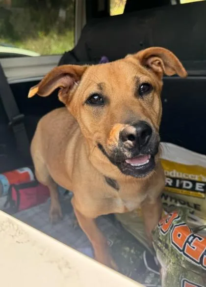 A young small-sized female Mixed Breed dog named Zadie for adoption in Marshall, NC