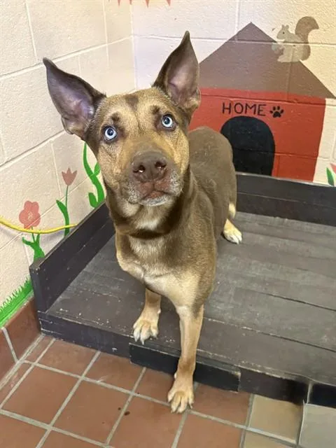 A young large-sized male Doberman Pinscher dog named Dodger for adoption in Castaic, CA