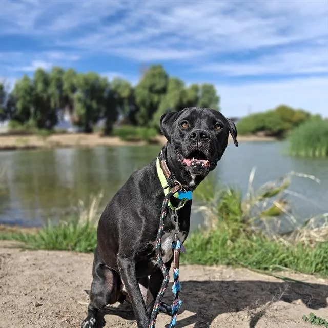 An adult large-sized male Pit Bull Terrier dog named Fajita Friday for adoption in Tucson, AZ