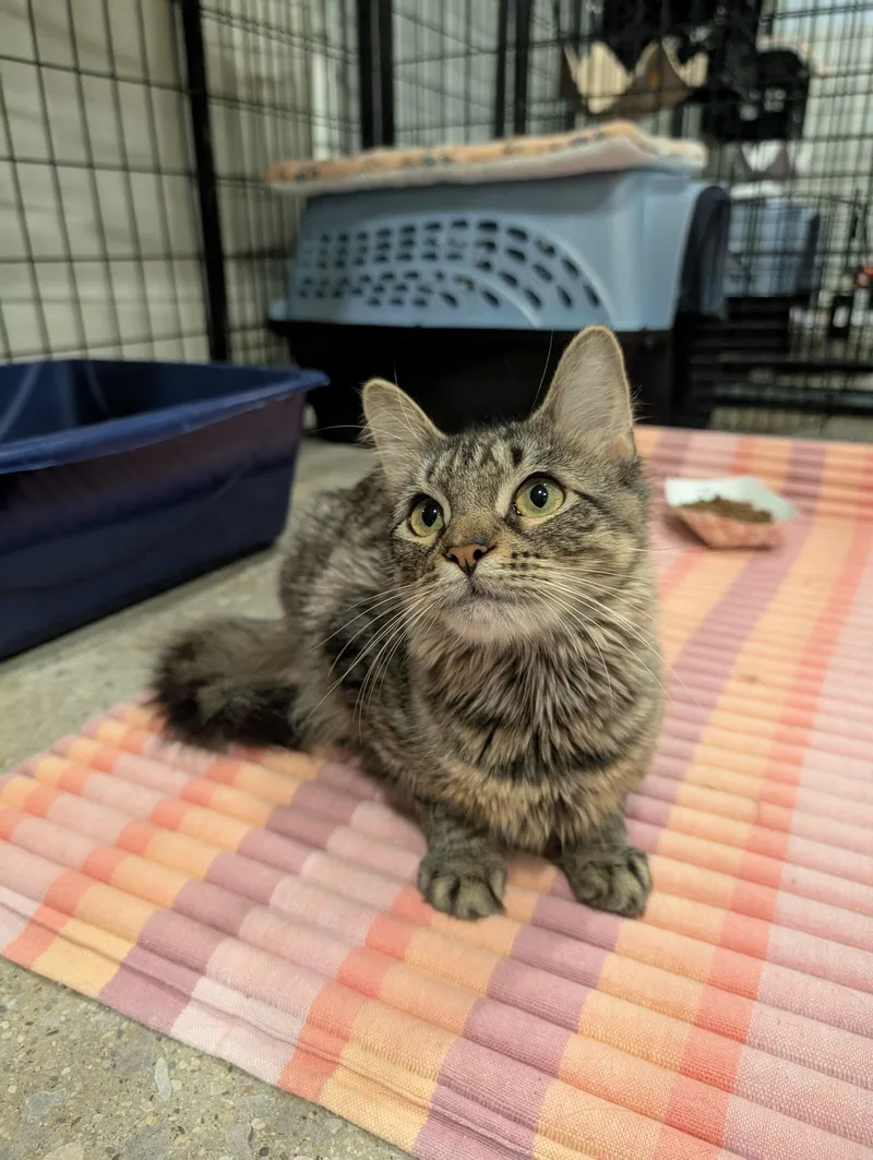 An adult small-sized female Domestic Medium Hair cat named Midas for adoption in Columbus, OH