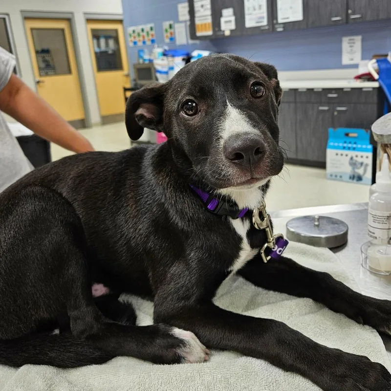 A baby small-sized male Black Mixed Breed dog named Diego for adoption in Jacksonville, FL