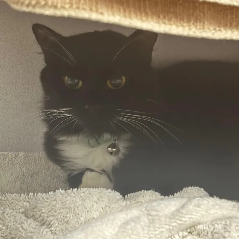 An adult medium-sized female Black Domestic Short Hair cat named Gravy for adoption in Dover, NH