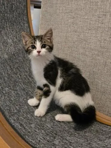 A baby medium-sized female Domestic Short Hair cat named Skeeball for adoption in Cincinnati, OH
