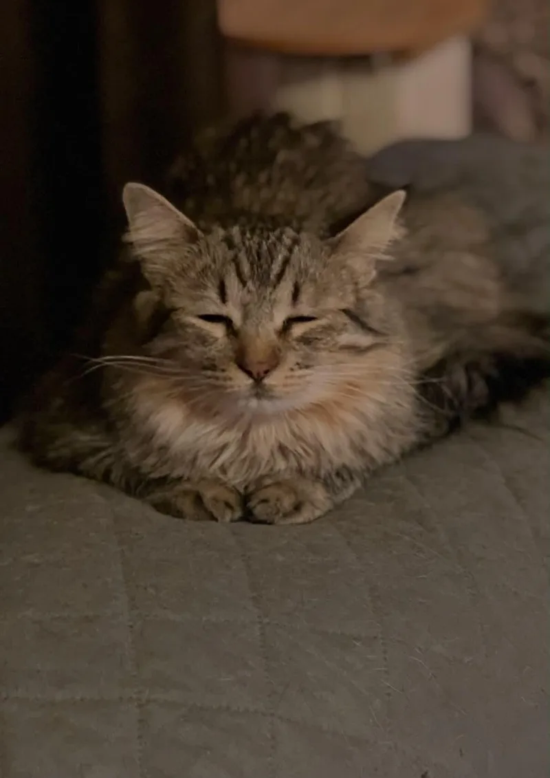 An adult large-sized female Domestic Long Hair cat named Sugar Bear for adoption in Fort Collins, CO