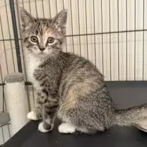 A baby medium-sized female Domestic Short Hair cat named Zara for adoption in Blaine, MN