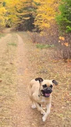 Zelda  Courtesy Listing