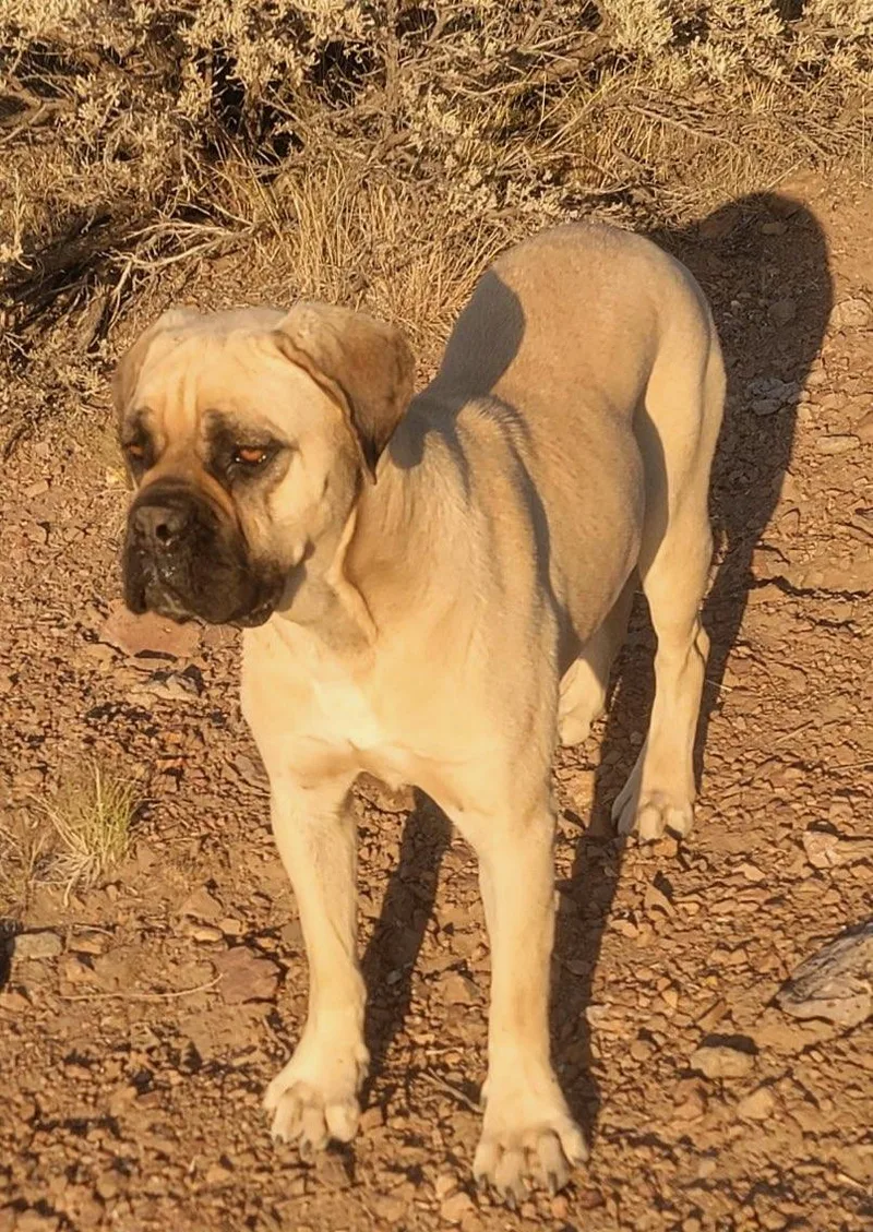 Zelda  Courtesy Listing thumbnail 2