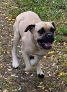 Zelda  Courtesy Listing thumbnail 3