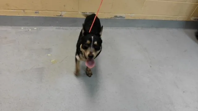 A young medium-sized male Cardigan Welsh Corgi dog named Shorty for adoption in Tulsa, OK