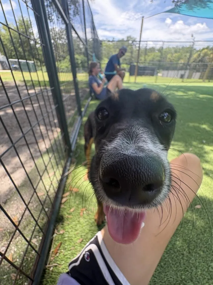 A young small-sized male Tricolor (Brown, Black, & White) Miniature Pinscher dog named Sucre for adoption in Lakeland, FL
