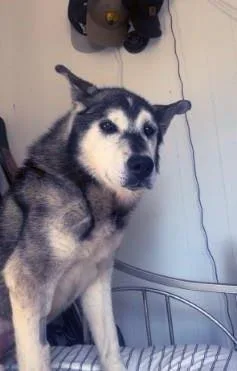 A senior medium-sized male Husky dog named Monte for adoption in Plover, WI