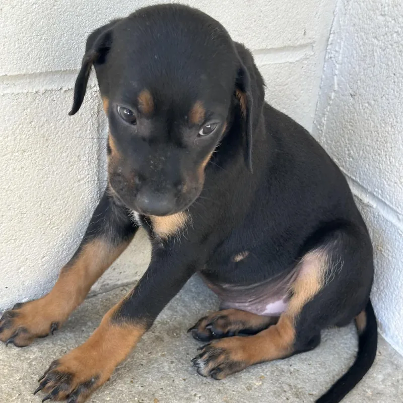 A baby medium-sized male Black Catahoula Leopard Dog dog named Archer for adoption in LOXAHATCHEE, FL