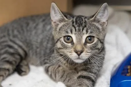 A young small-sized female Domestic Short Hair cat named B Yellow for adoption in North Charleston, SC